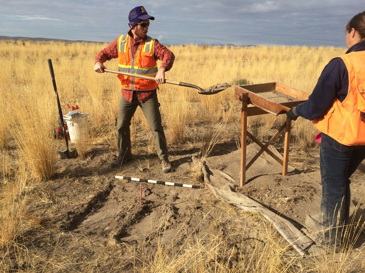 Archaeological fieldwork and screening